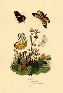 Mariposa Imitadora de Cattleheart de French School
